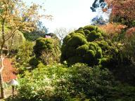 Butchart Japanese Garden