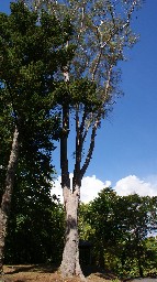 großer Baum (Botaniker anyone?)