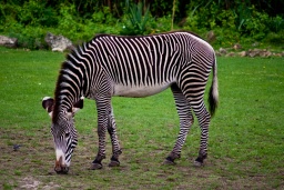 ein Zebra