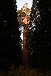 General Grant (der drittgr��te bekannte Baum der Erde nach Volumen)