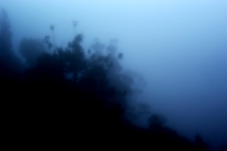 man sieht den Wald vor lauter Nebel nicht